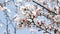 Close-up image of cherryÂ blossomÂ againstÂ theÂ blueÂ sky.